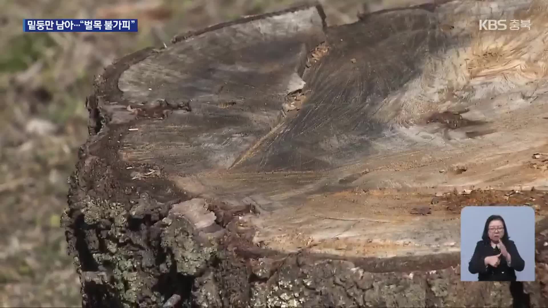 도로 확장에 벚나무 수십 그루 싹둑…“새로 심는다지만”