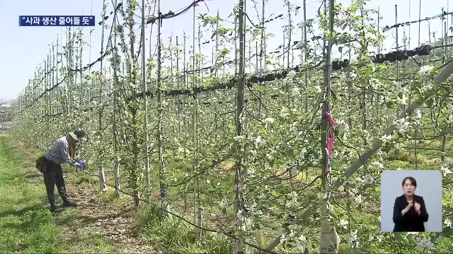 올해도 금값 사과?…“개화량 감소”