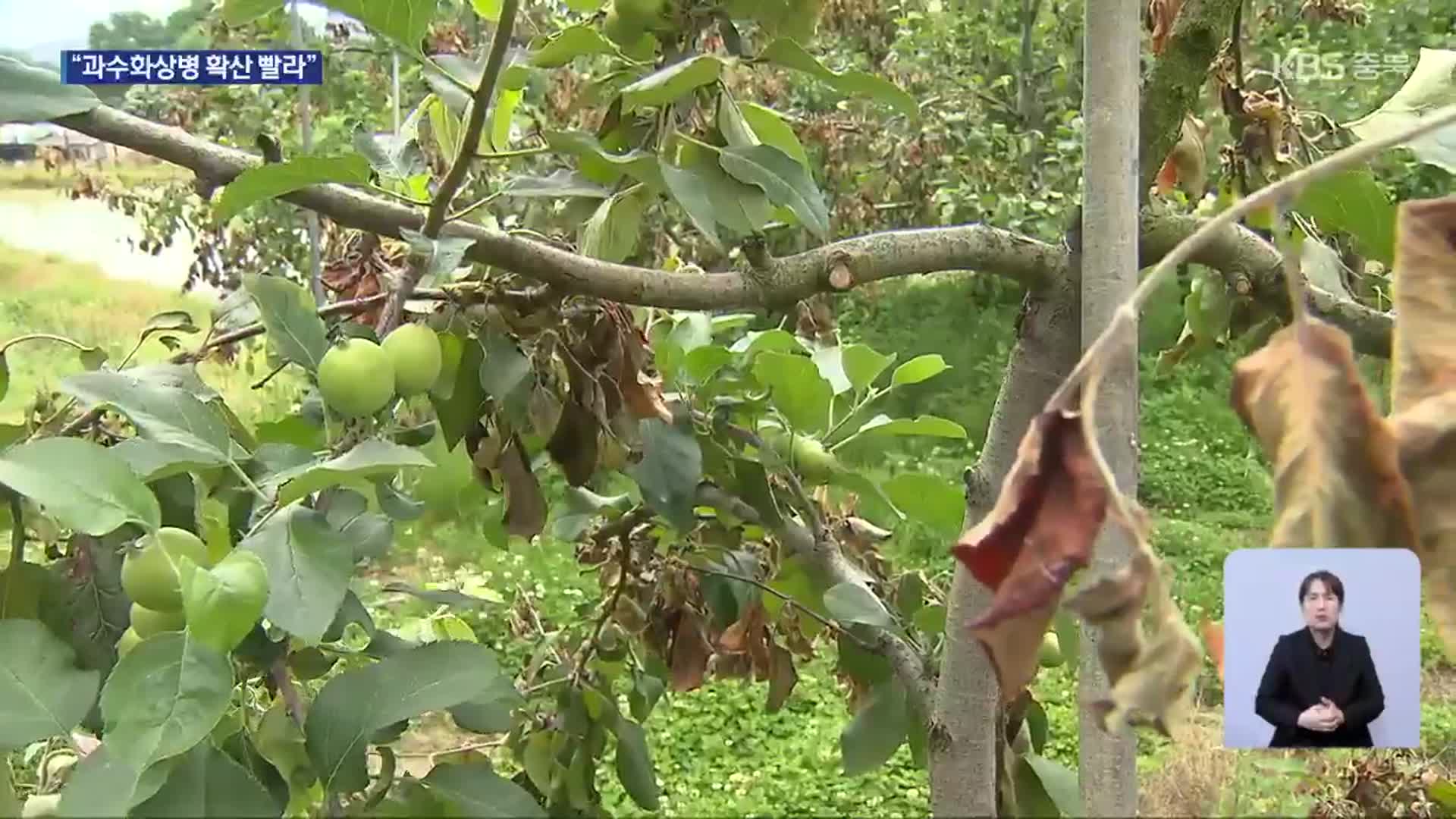 충주 과수화상병 확산세…방제 비상