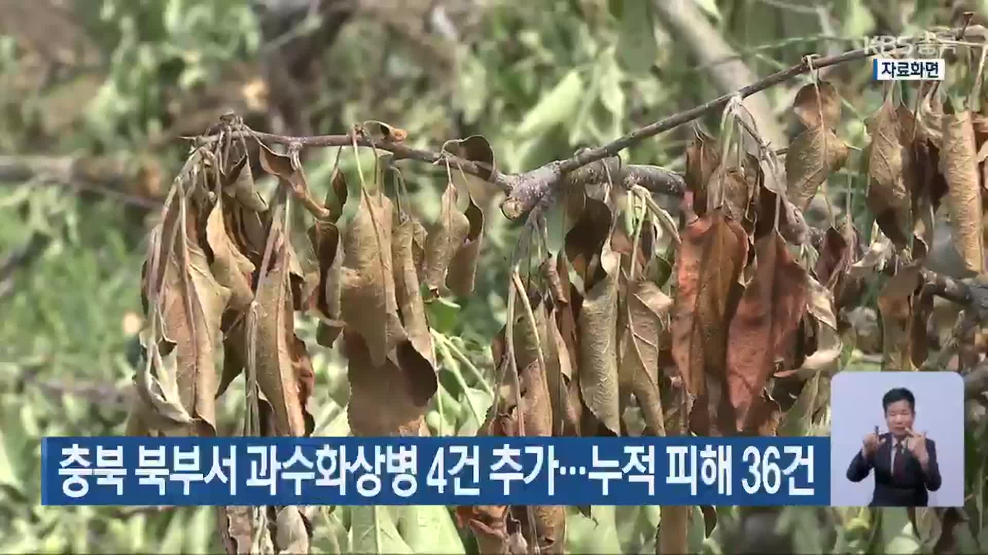 충북 북부서 과수화상병 4건 추가…누적 피해 36건