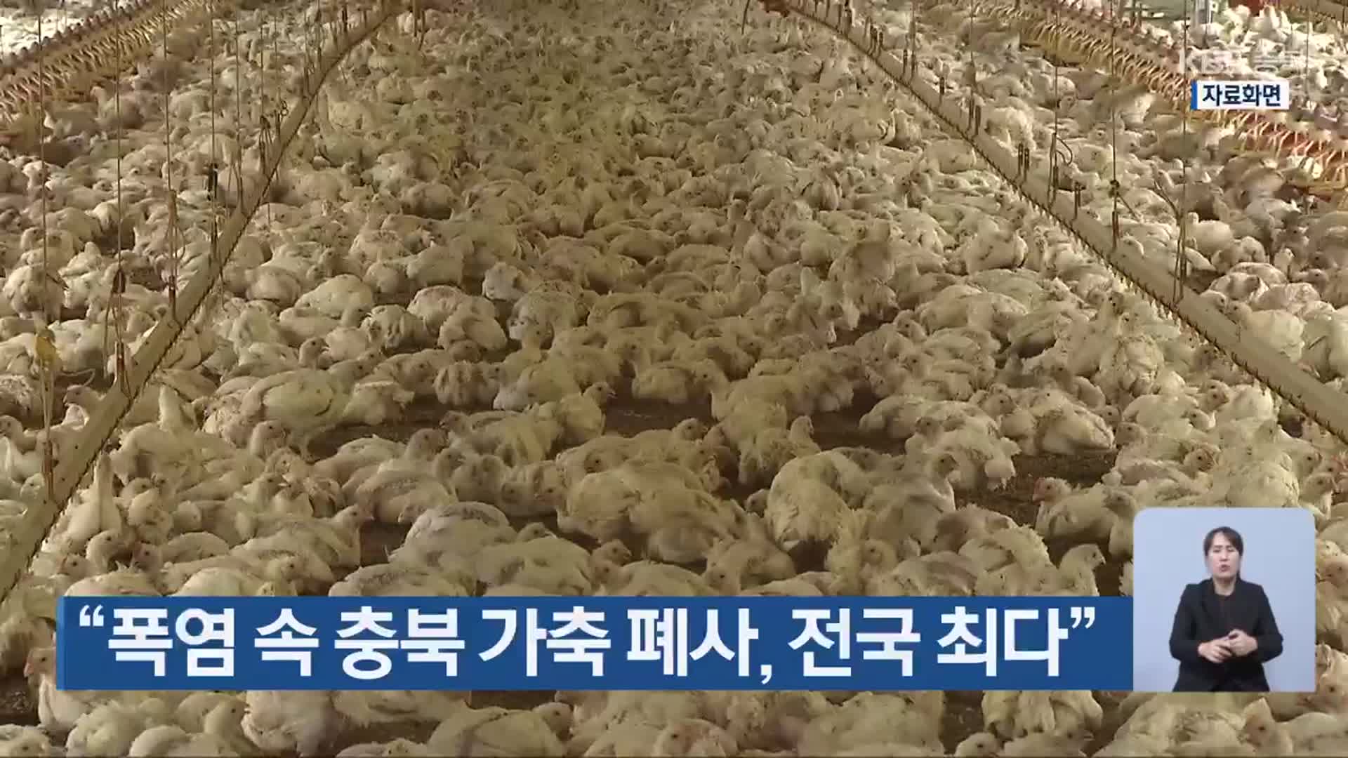 “폭염 속 충북 가축 폐사, 전국 최다”