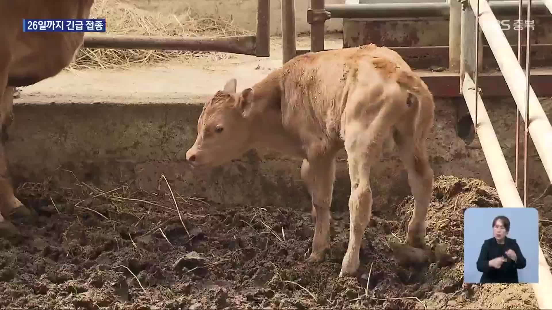 ‘백신 접종’ 누락된 송아지에서 럼피스킨…확산 차단 비상