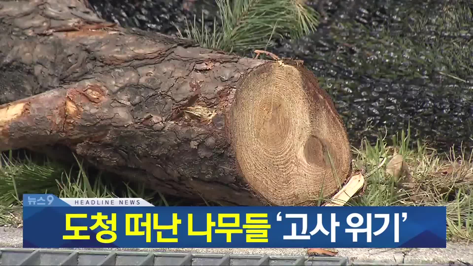 [뉴스9 충북 헤드라인]