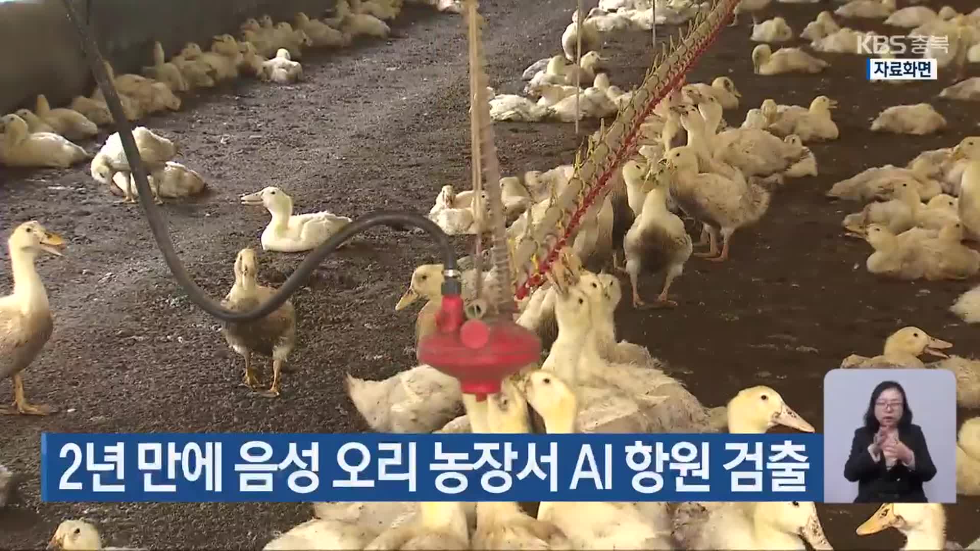 2년 만에 음성 오리 농장서 AI 항원 검출