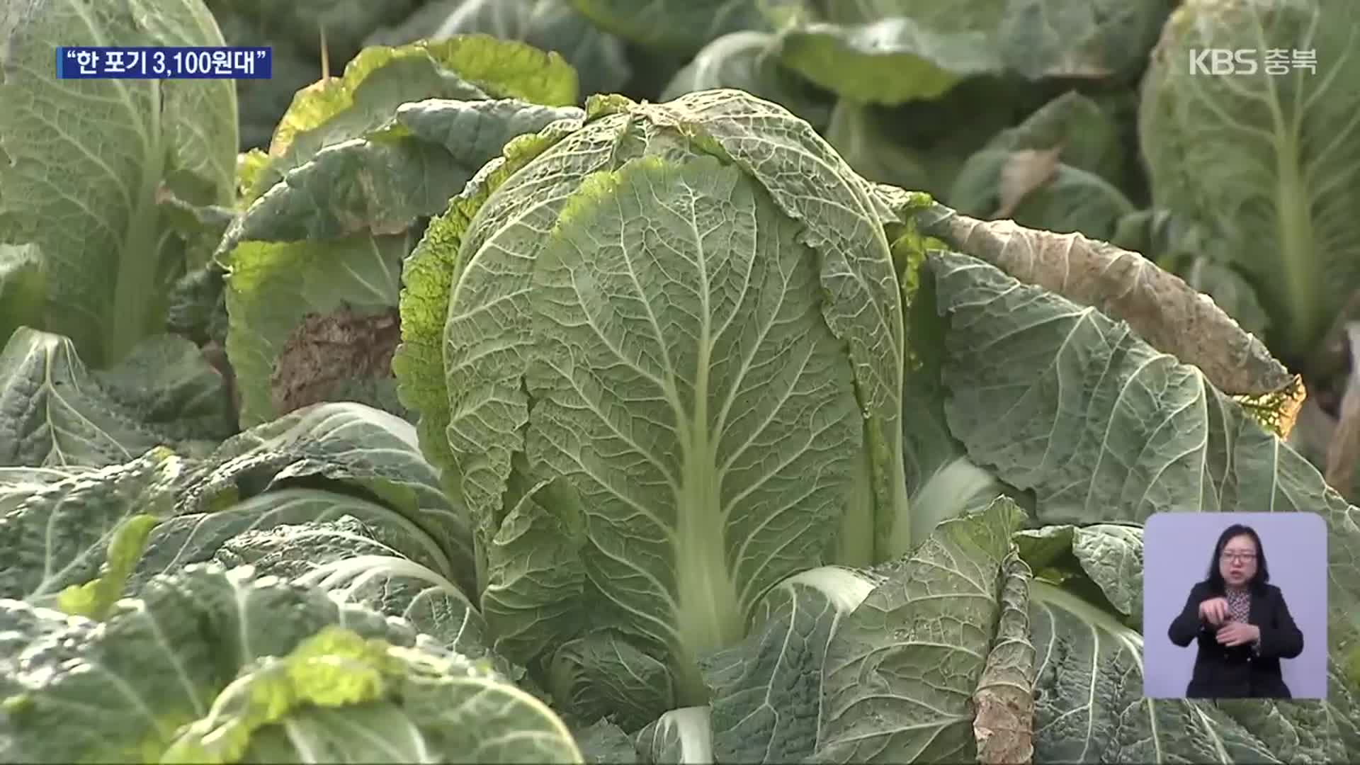 가을배추 출하 본격화…김장 비용 안정세