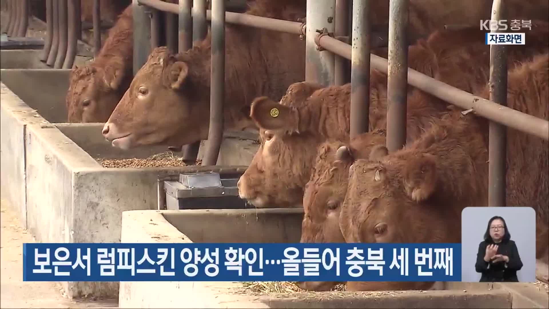 보은서 럼피스킨 양성 확인…올들어 충북 세 번째