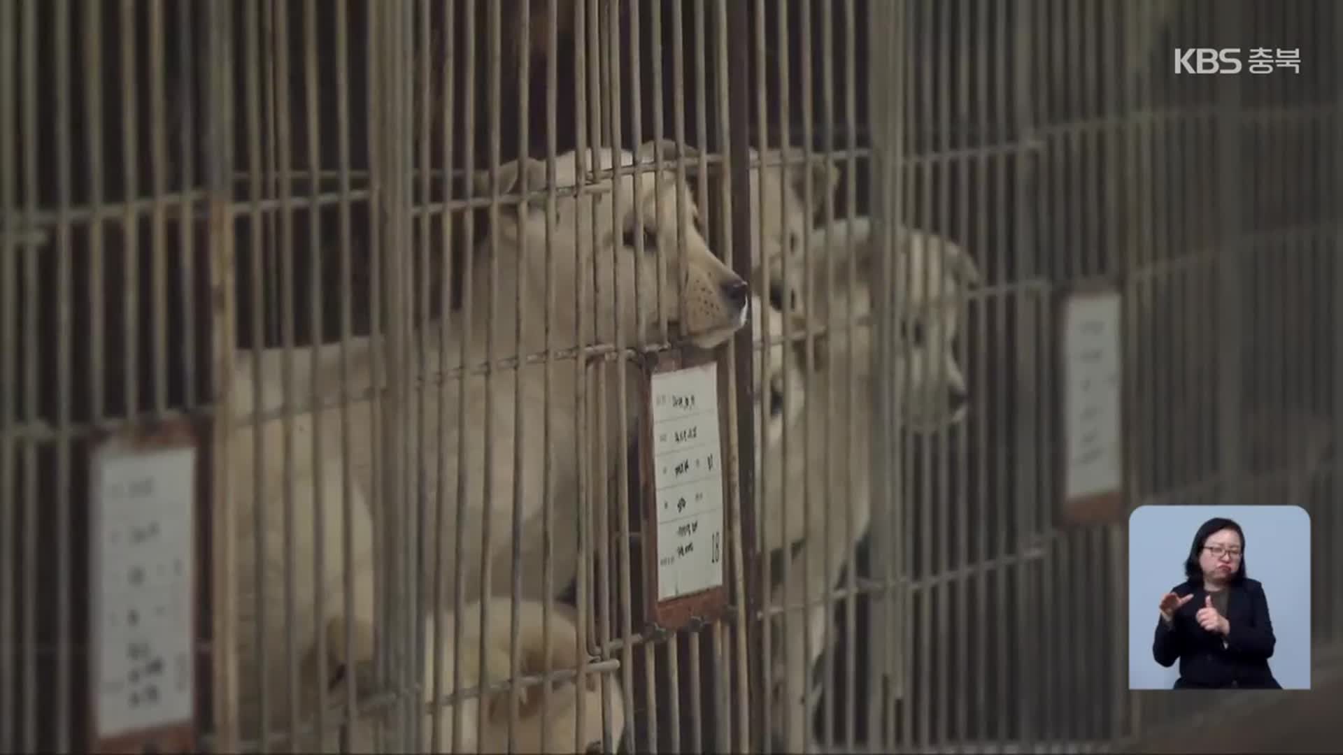 줄지 않는 유기견…“임시보호로 안락사 최소화”