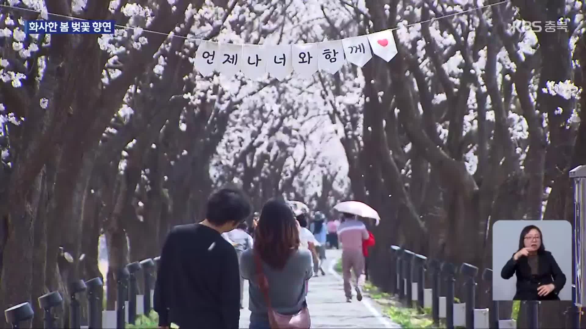 충북 곳곳 벚꽃 물결 한창…화사한 봄 향연