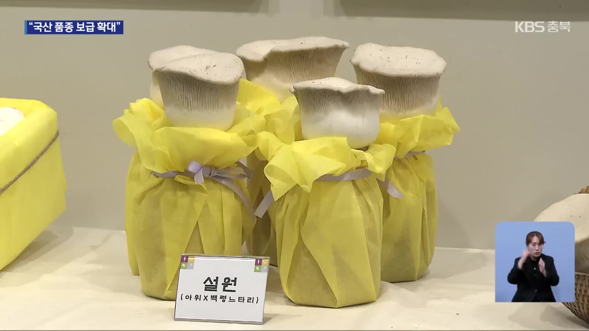 맛 좋고 영양 많은 버섯…수출 효자 작목으로