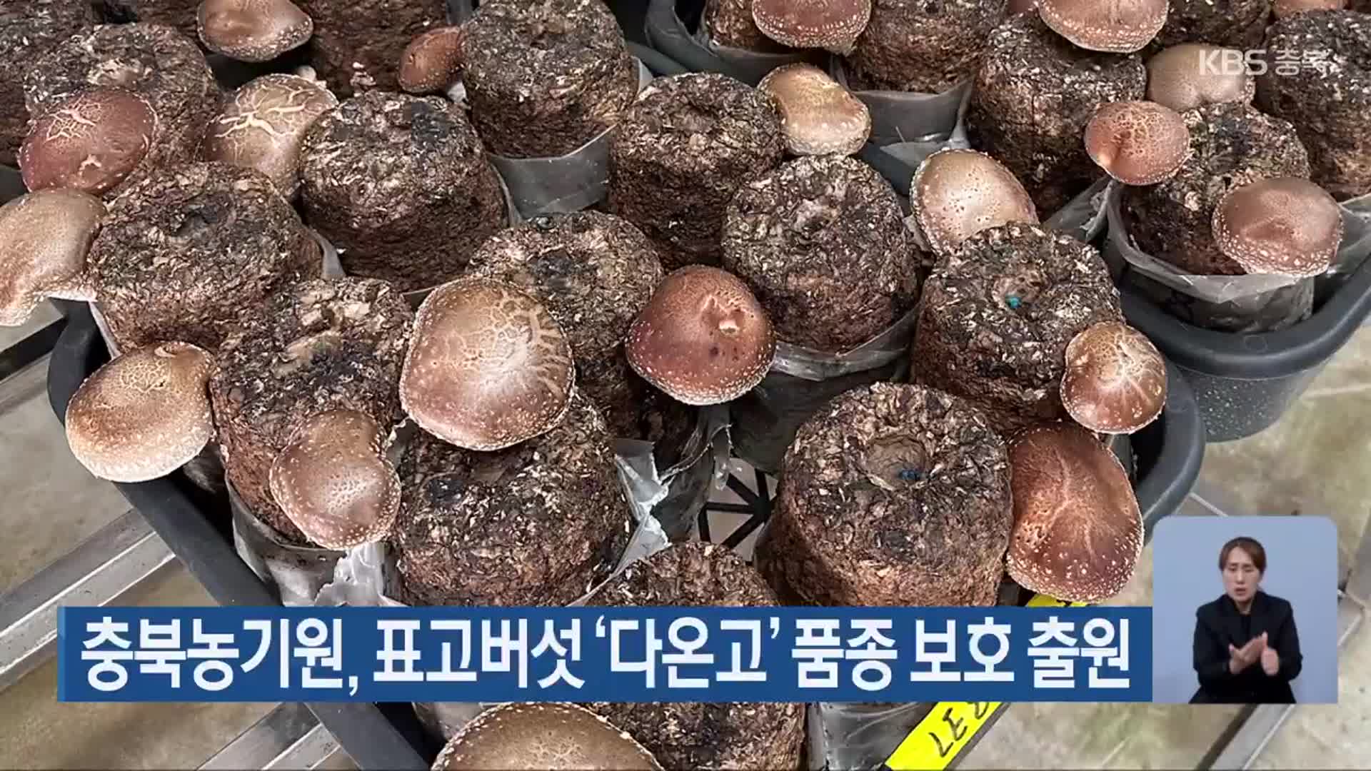 충북농기원, 표고버섯 ‘다온고’ 품종 보호 출원