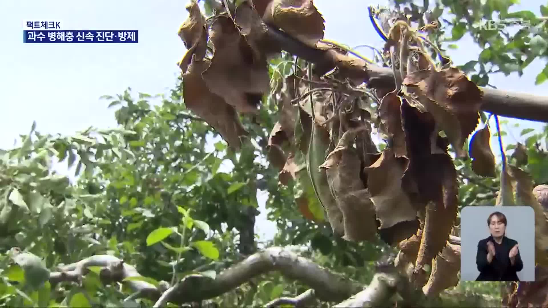[팩트체크K] 과수화상병, 치료제 없이 10년 넘게 피해