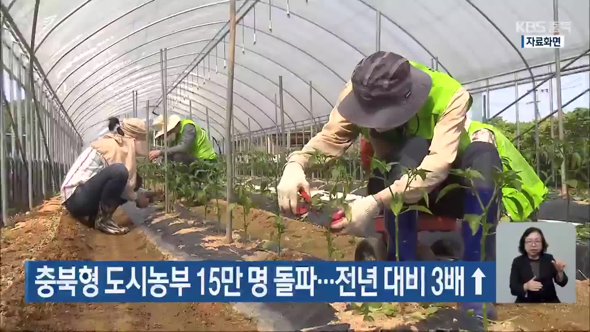 충북형 도시농부 15만 명 돌파…전년 대비 3배↑