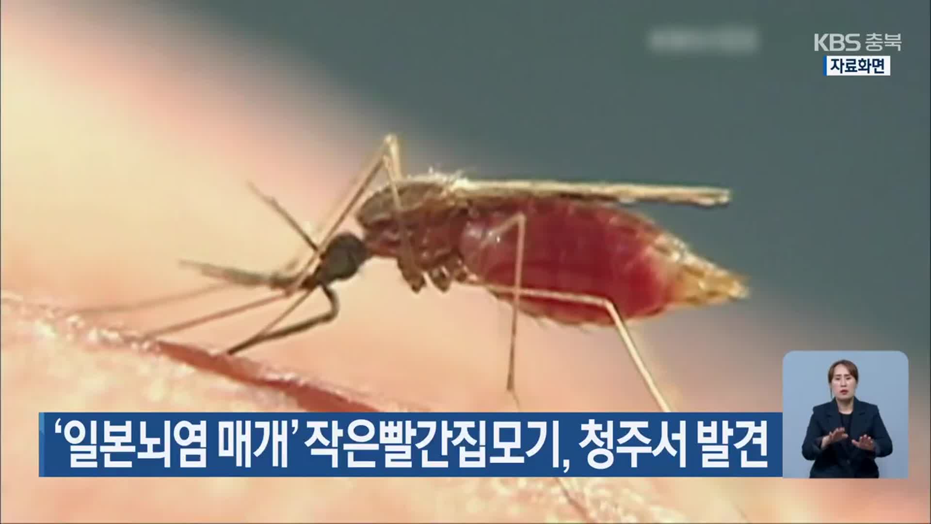 ‘일본뇌염 매개’ 작은빨간집모기, 청주서 발견