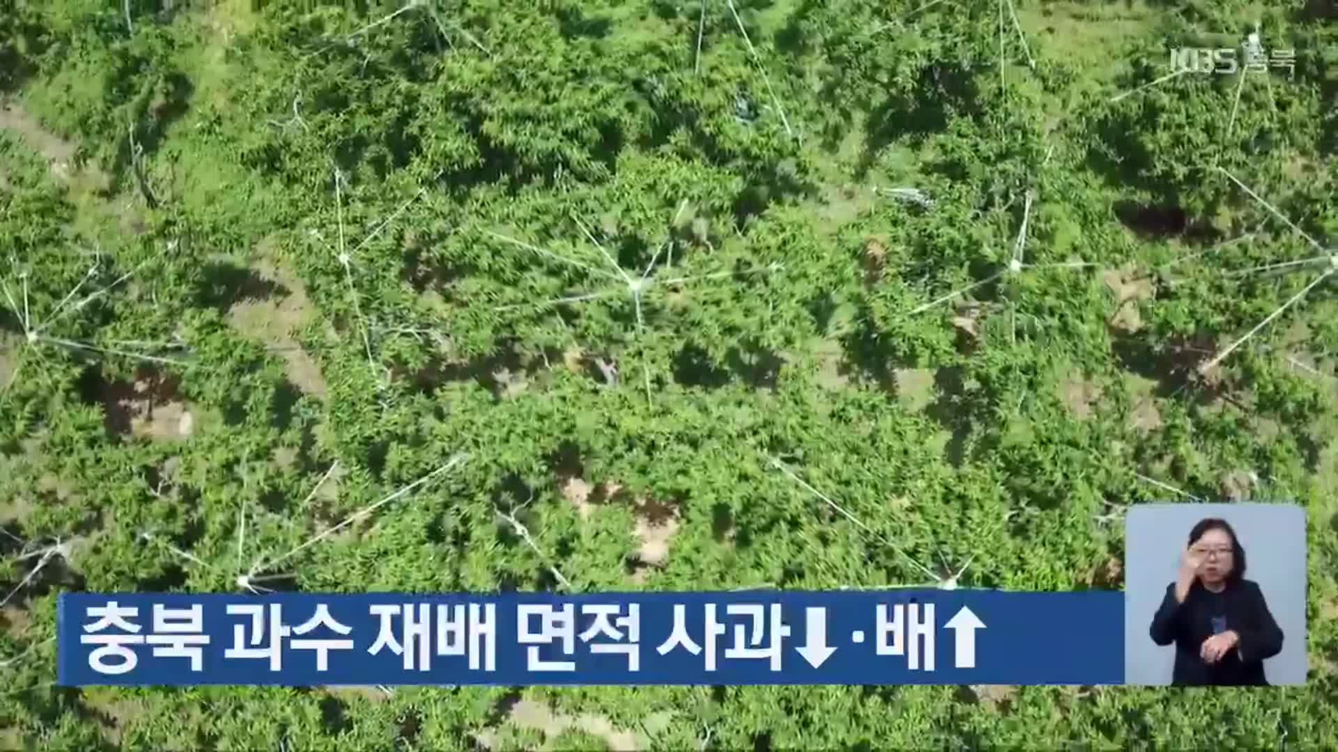 충북 과수 재배 면적 사과↓·배↑