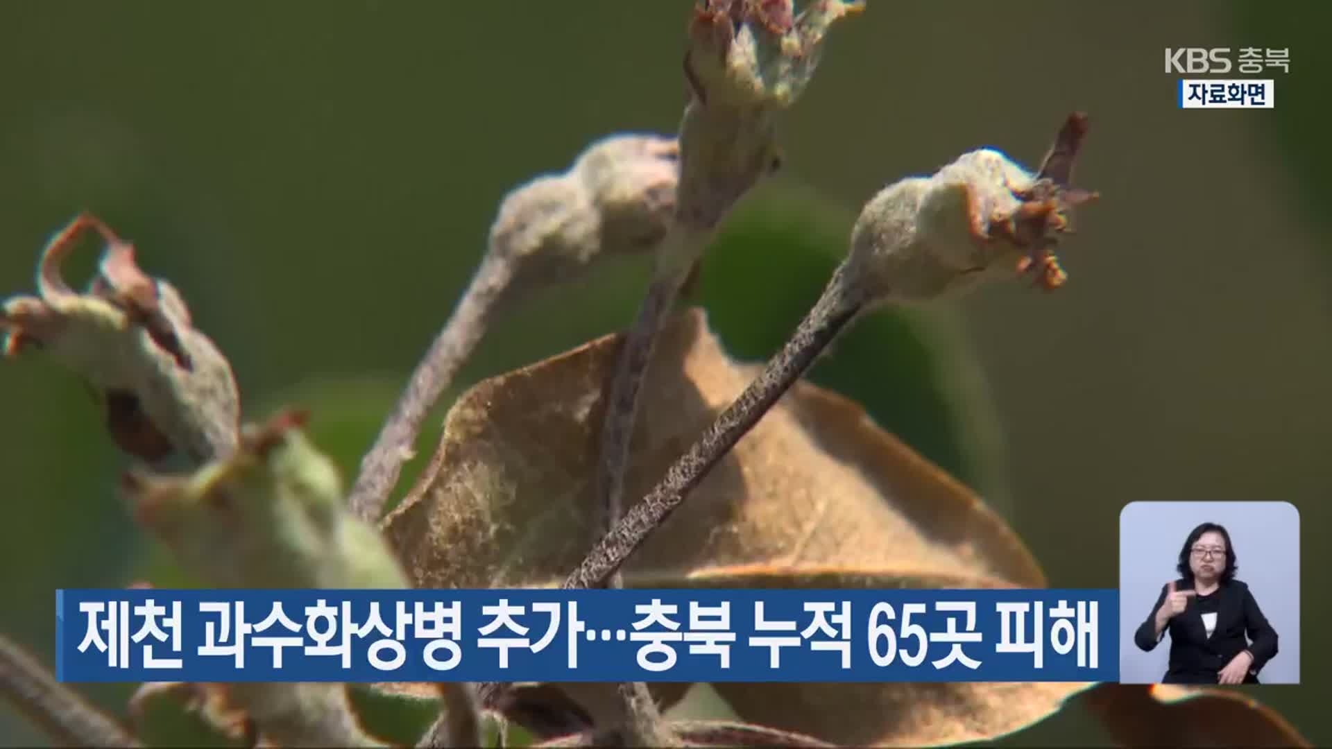 제천 과수화상병 추가…충북 누적 65곳 피해