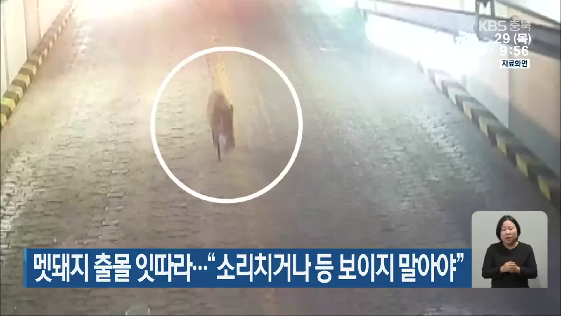 멧돼지 출몰 잇따라…“소리치거나 등 보이지 말아야”