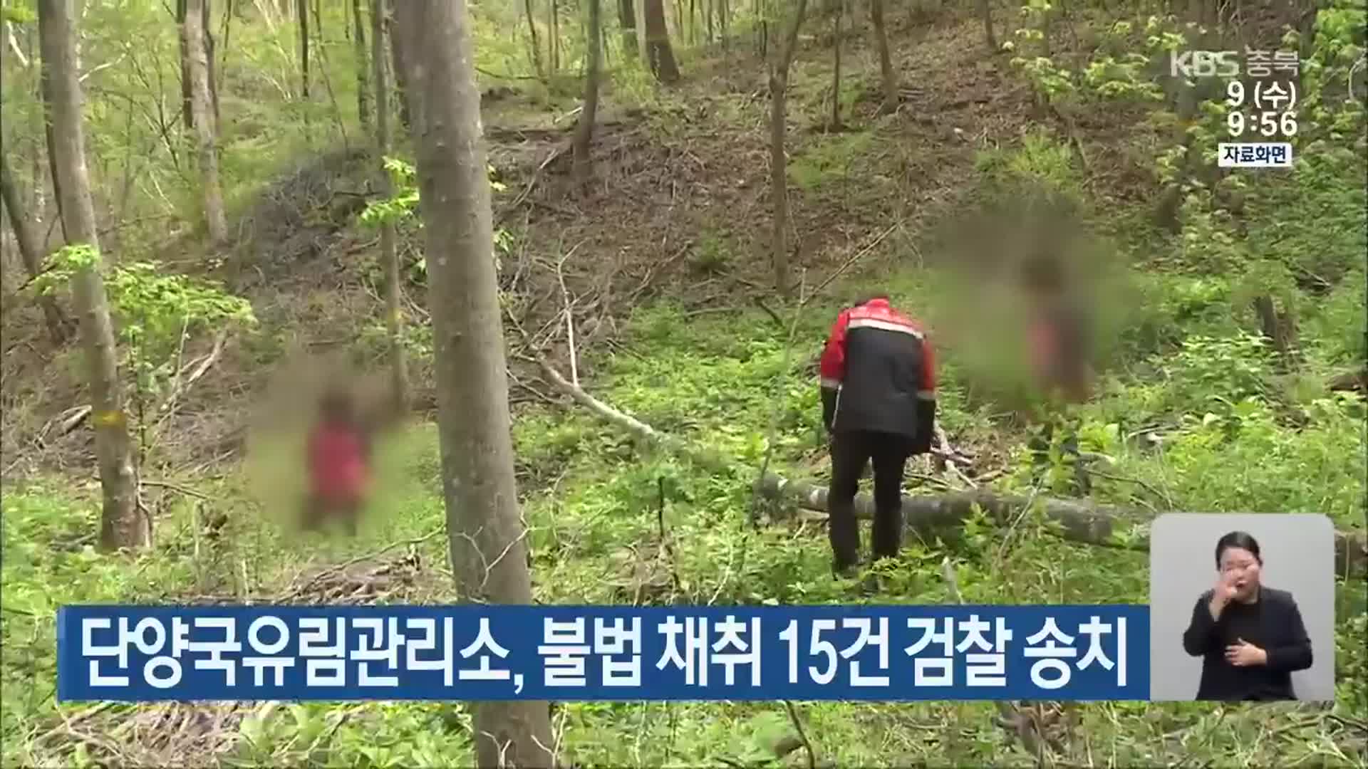 단양국유림관리소, 불법 채취 15건 검찰 송치