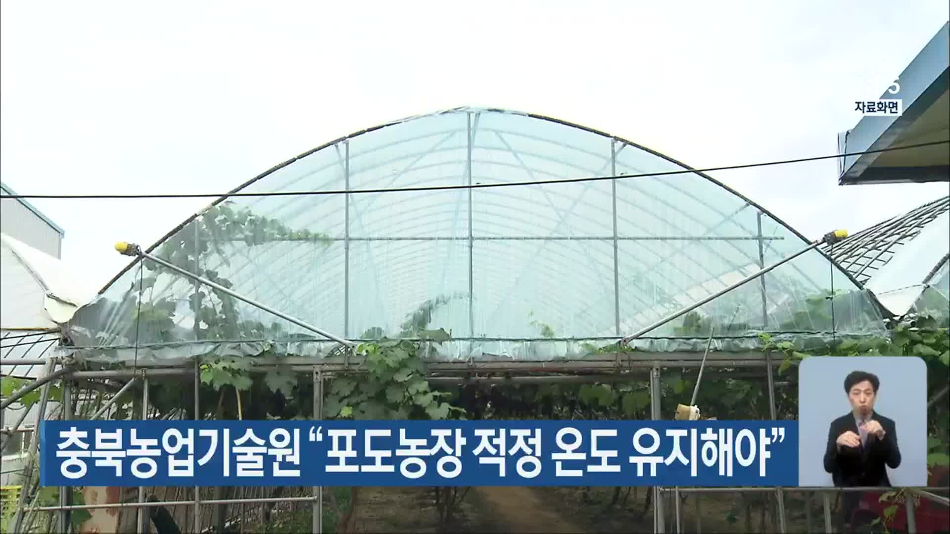 충북농업기술원 “포도농장 적정 온도 유지해야”
