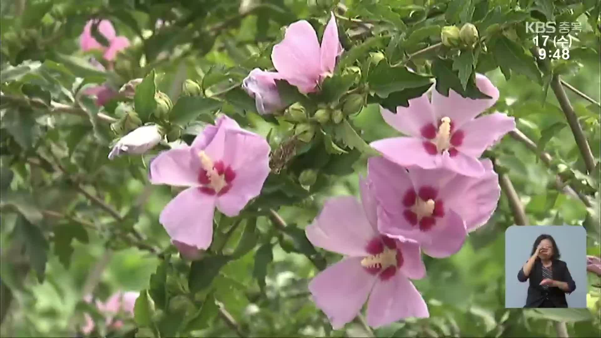 나라꽃 무궁화 만개…“더 친근해졌어요”