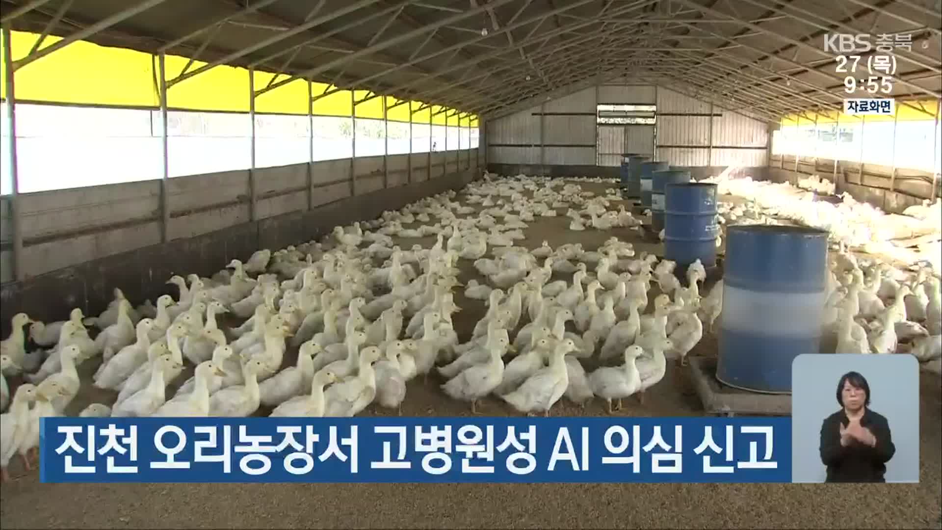 진천 오리농장서 고병원성 AI 의심 신고