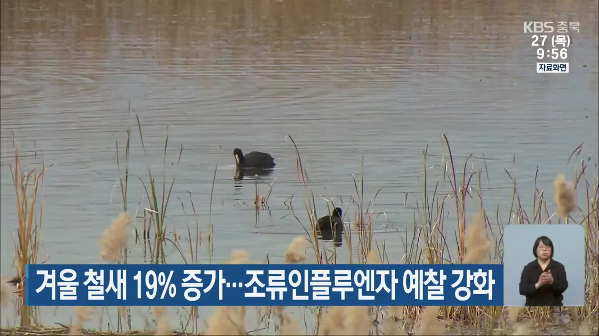 겨울 철새 19% 증가…조류인플루엔자 예찰 강화