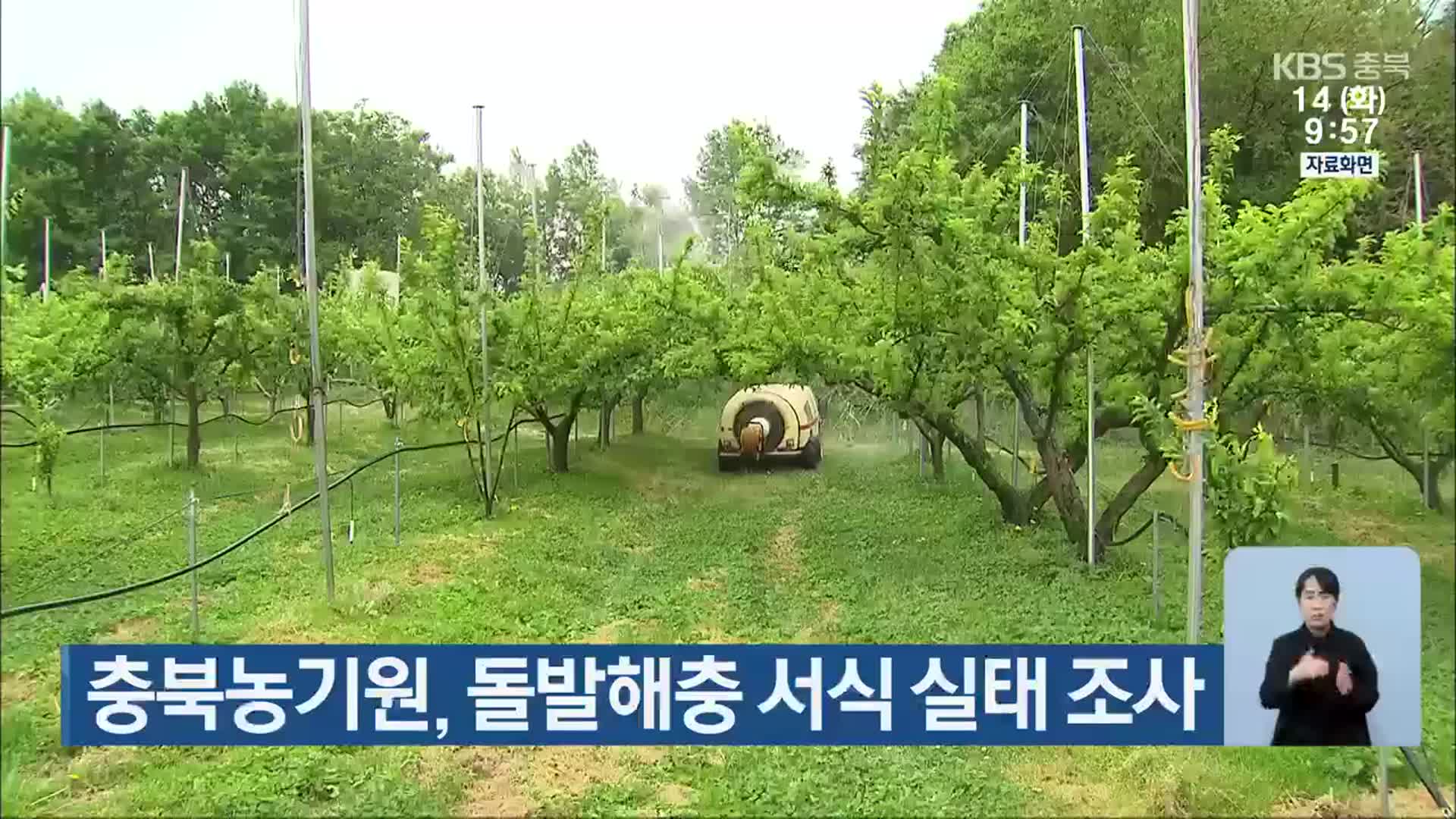 충북농기원, 돌발해충 서식 실태 조사