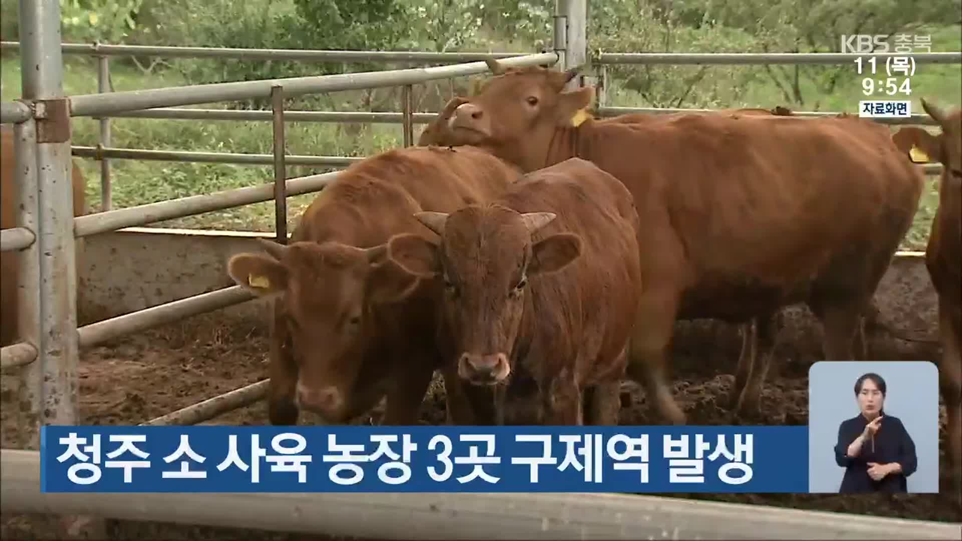 청주 소 사육 농장 3곳 구제역 발생