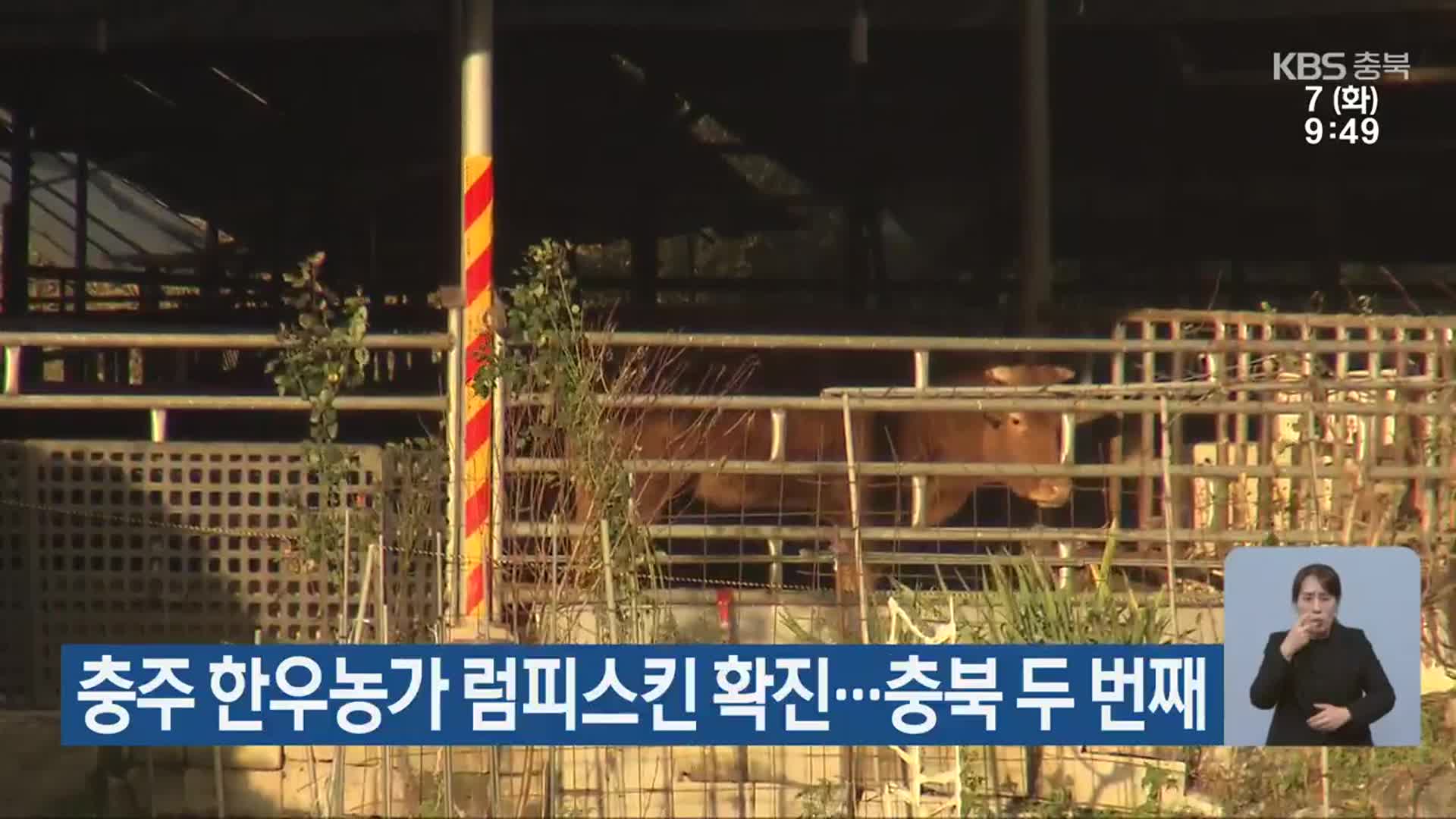 충주 한우농가 럼피스킨 확진…충북 두 번째