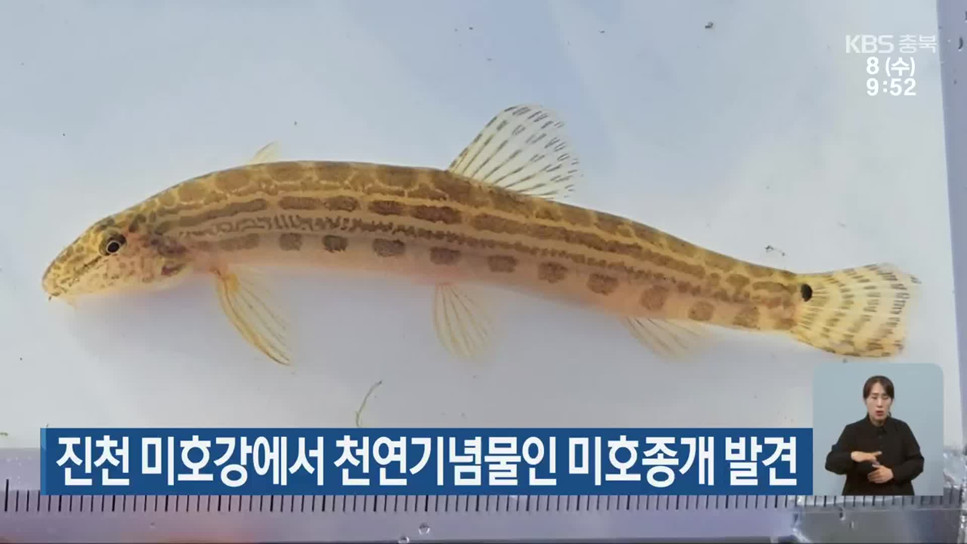 진천 미호강에서 천연기념물인 미호종개 발견