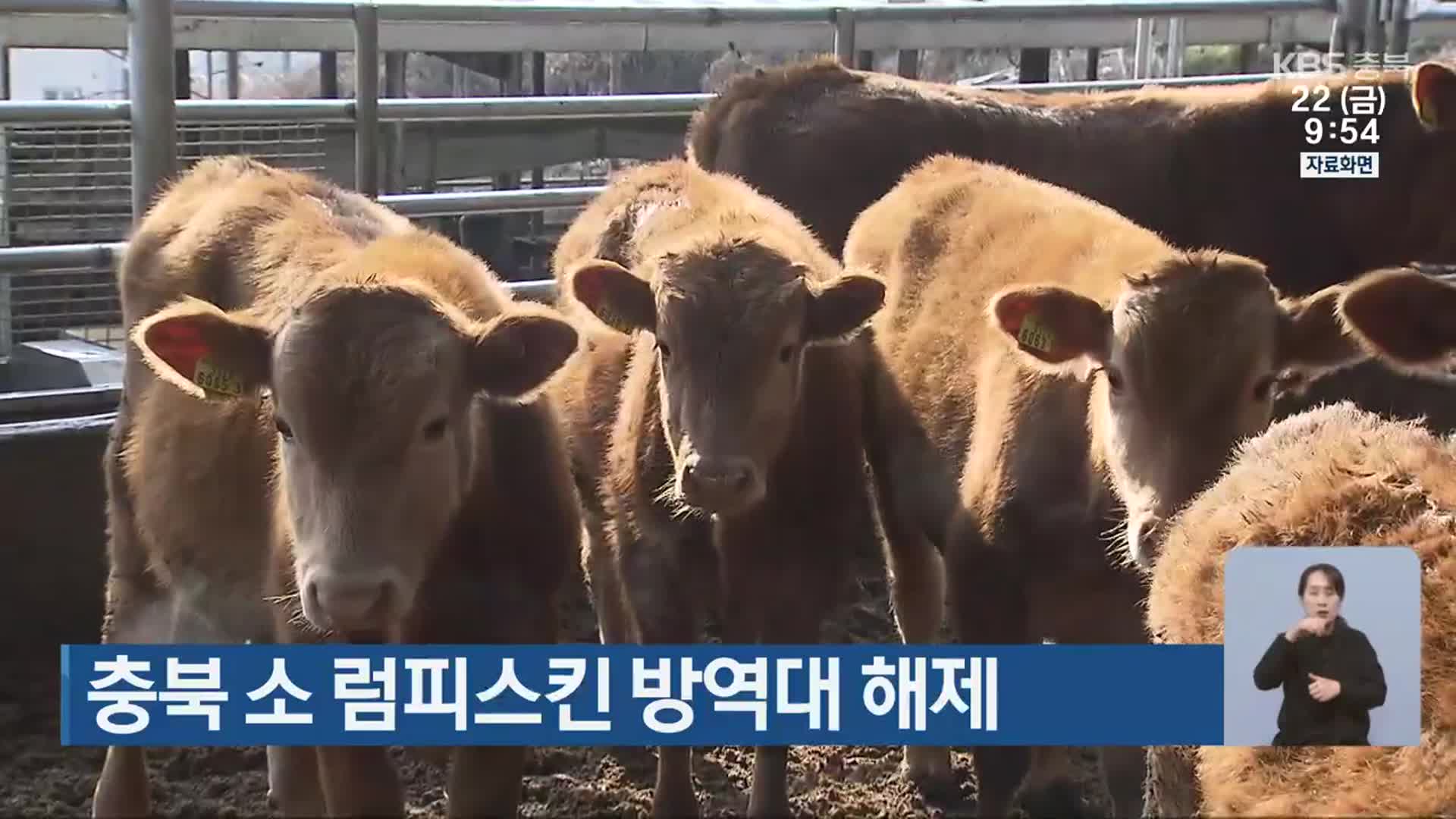 충북 소 럼피스킨 방역대 해제