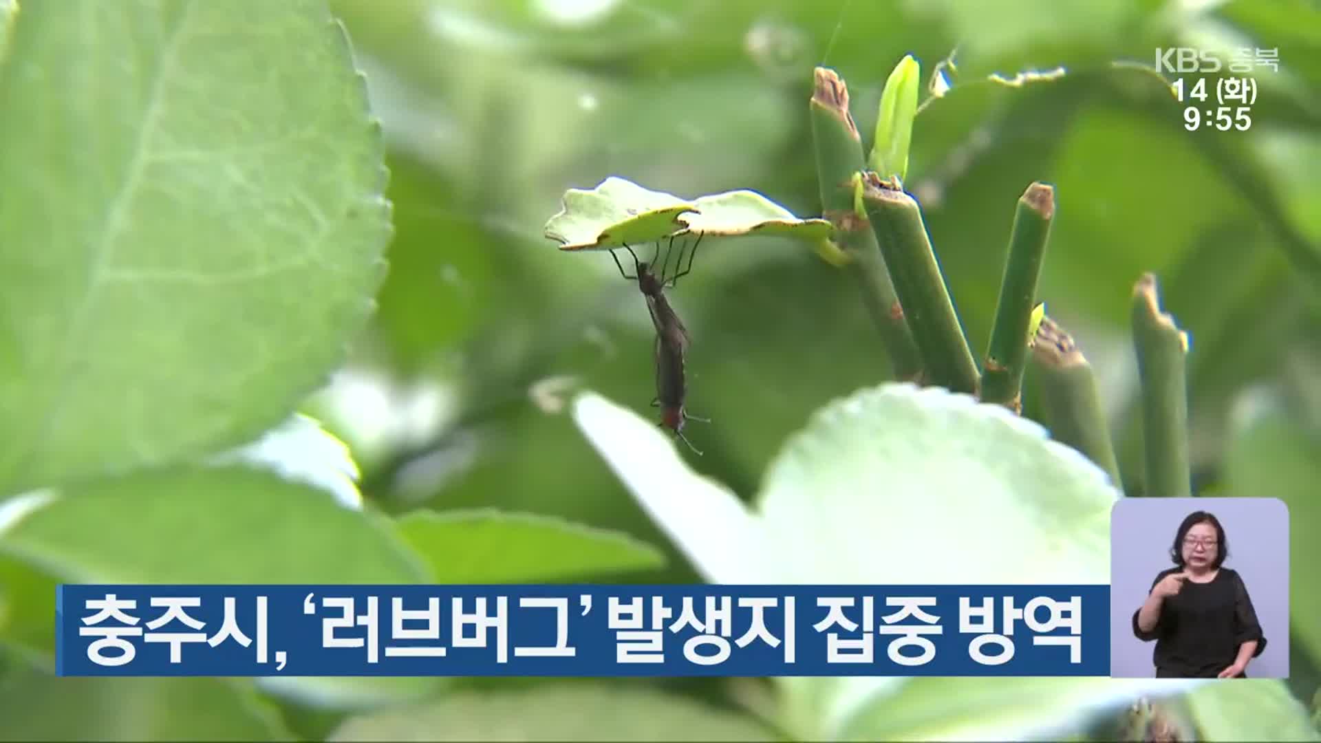 충주시, ‘러브버그’ 발생지 집중 방역