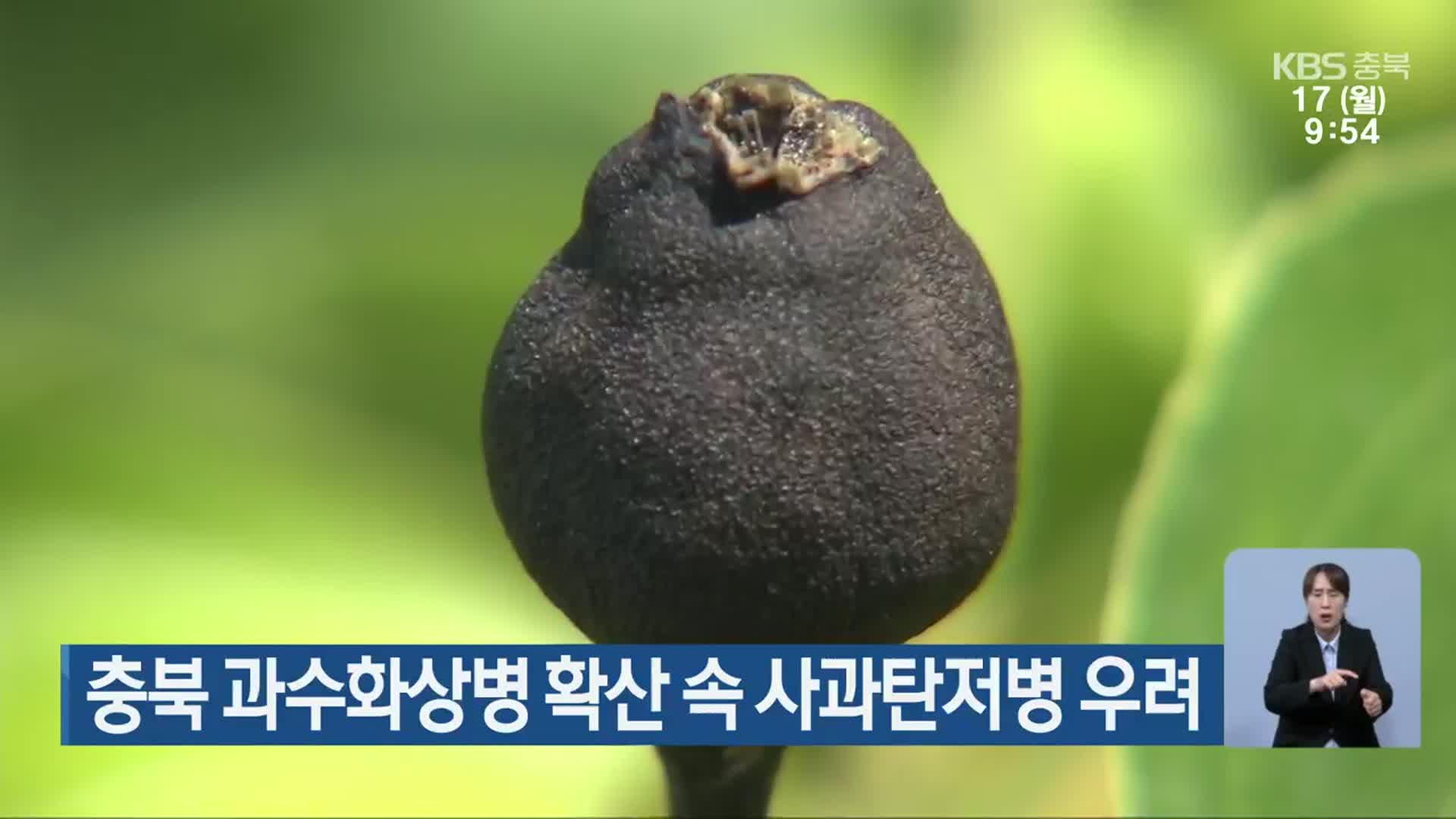 충북 과수화상병 확산 속 사과탄저병 우려