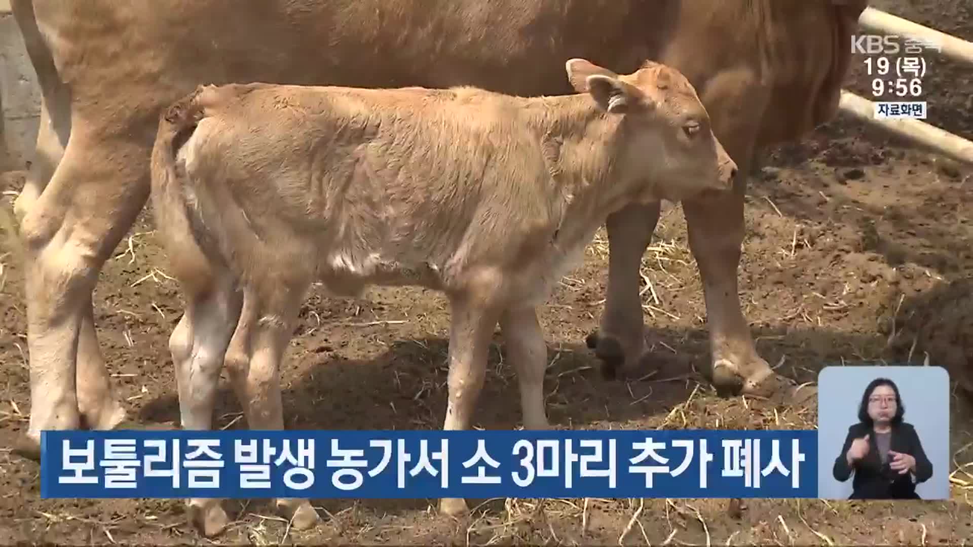 보툴리즘 발생 농가서 소 3마리 추가 폐사