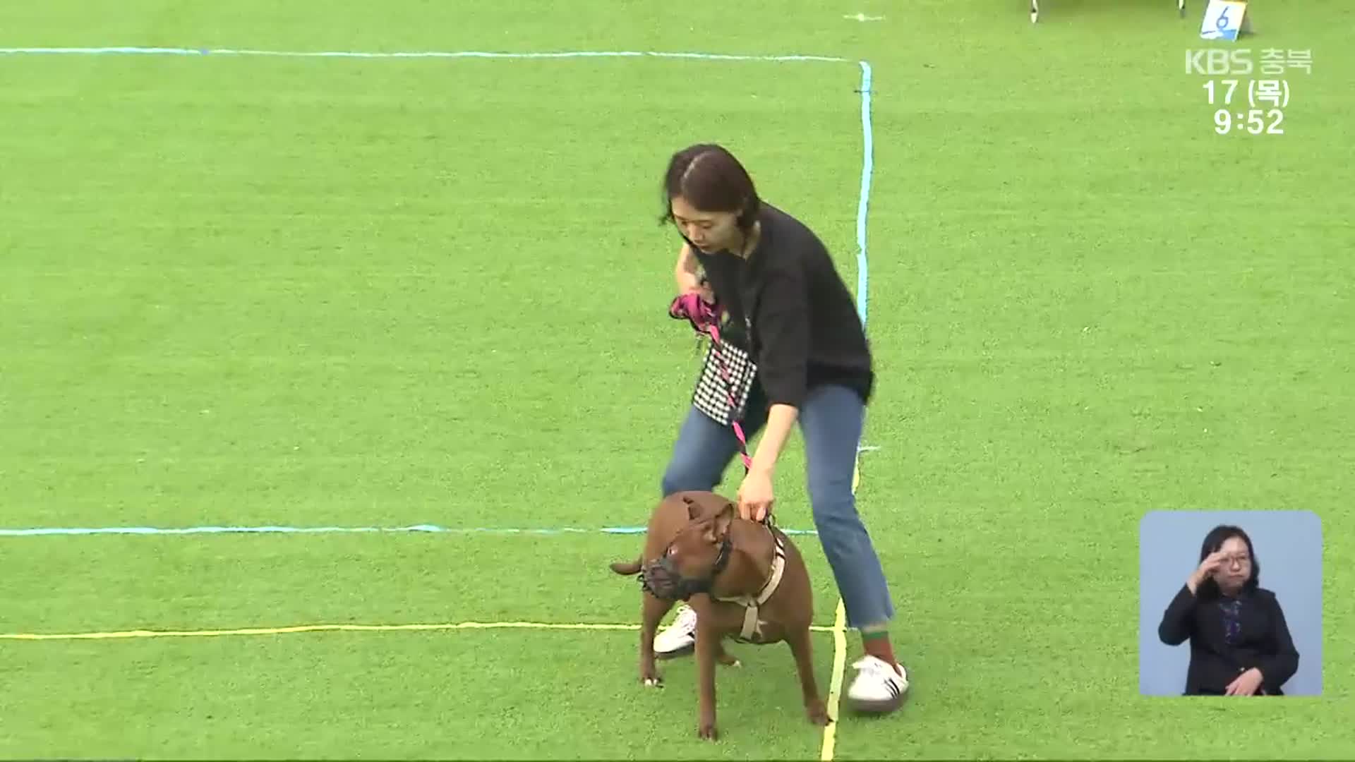 맹견 사육 허가 열흘 남았는데…신청 ‘저조’