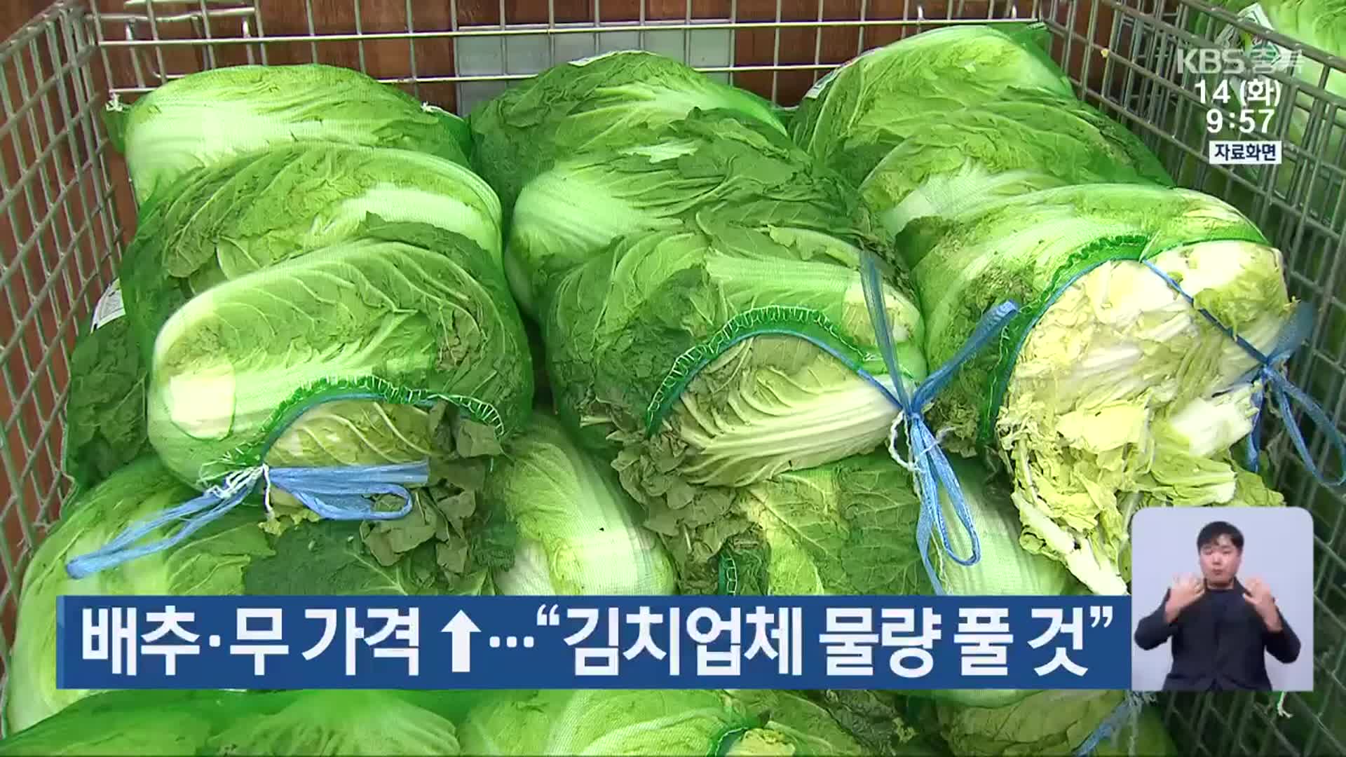 배추·무 가격↑…“김치업체 물량 풀 것”