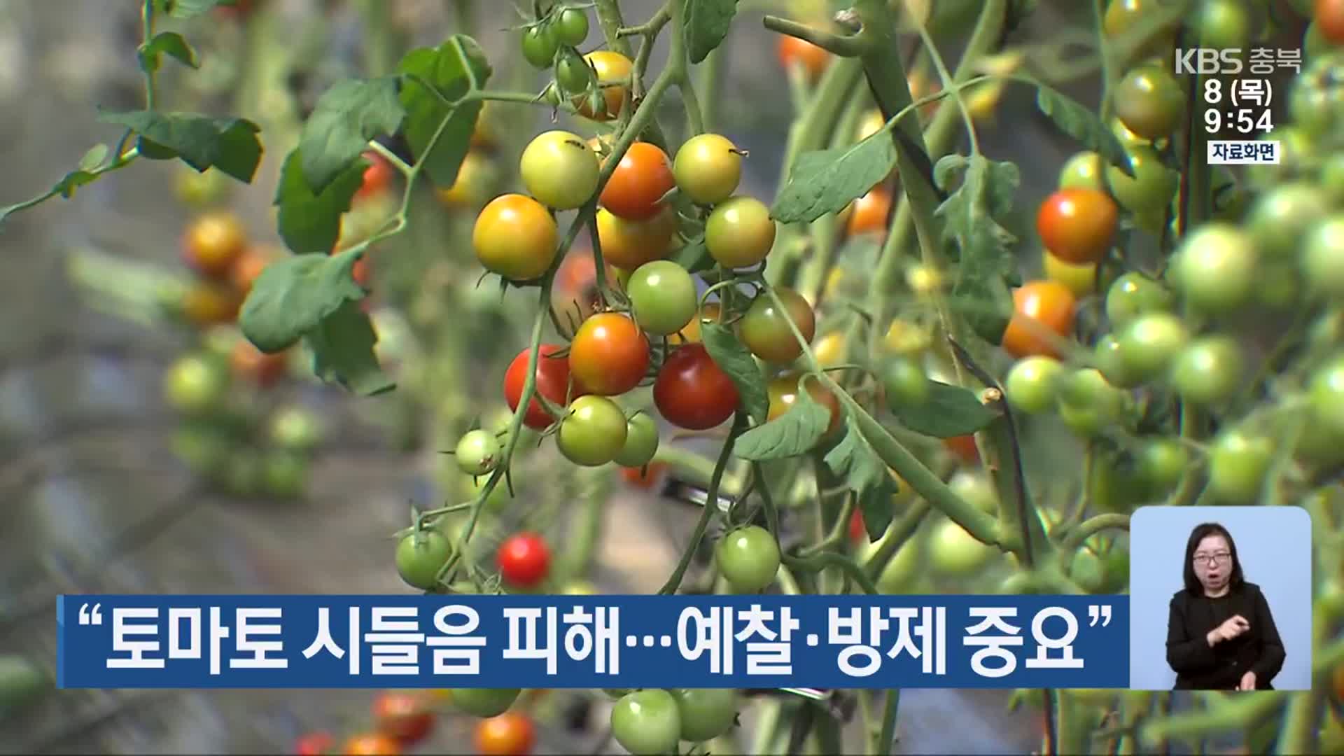“토마토 시들음 피해…예찰·방제 중요”