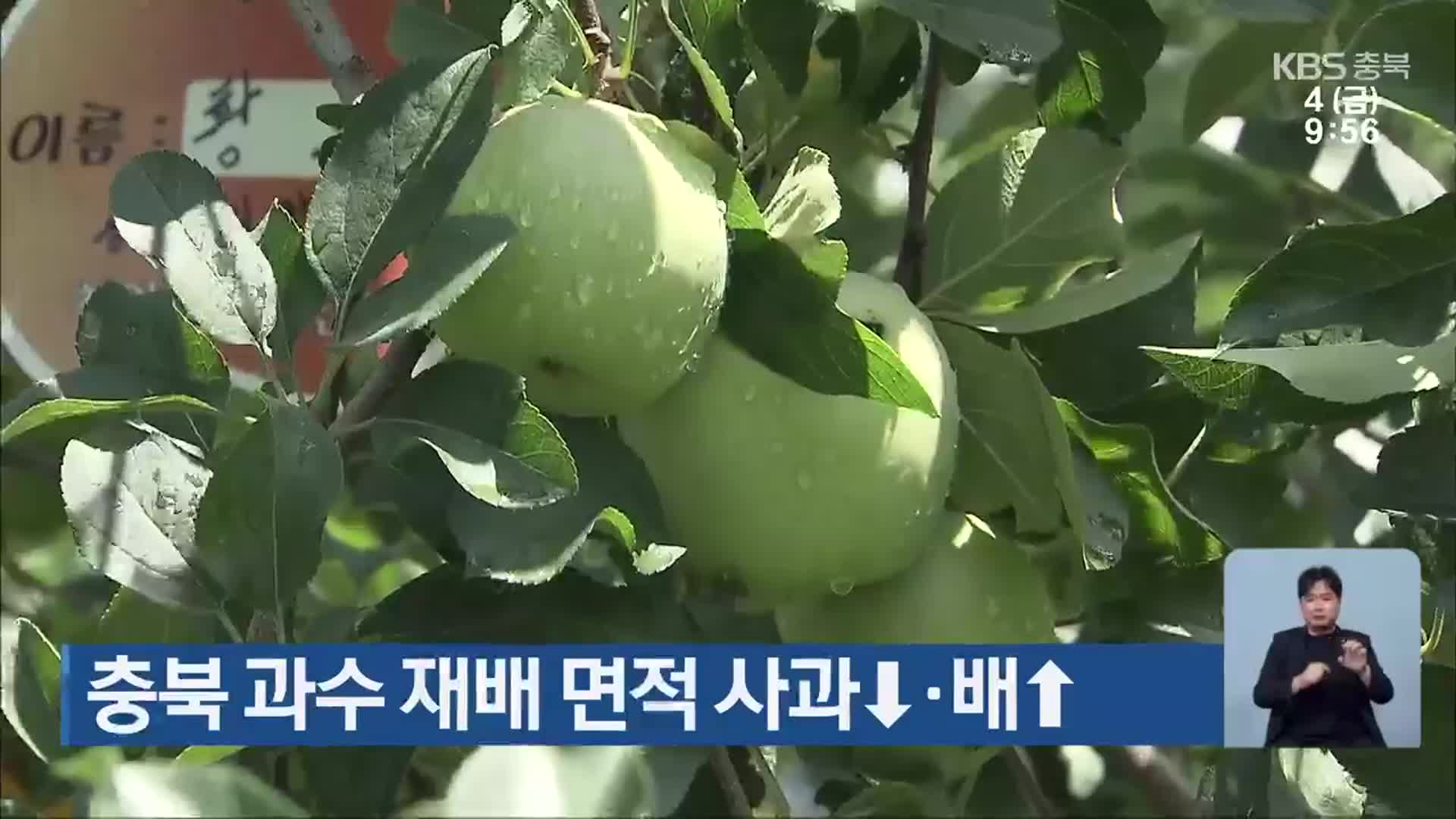 충북 과수 재배 면적 사과↓·배↑