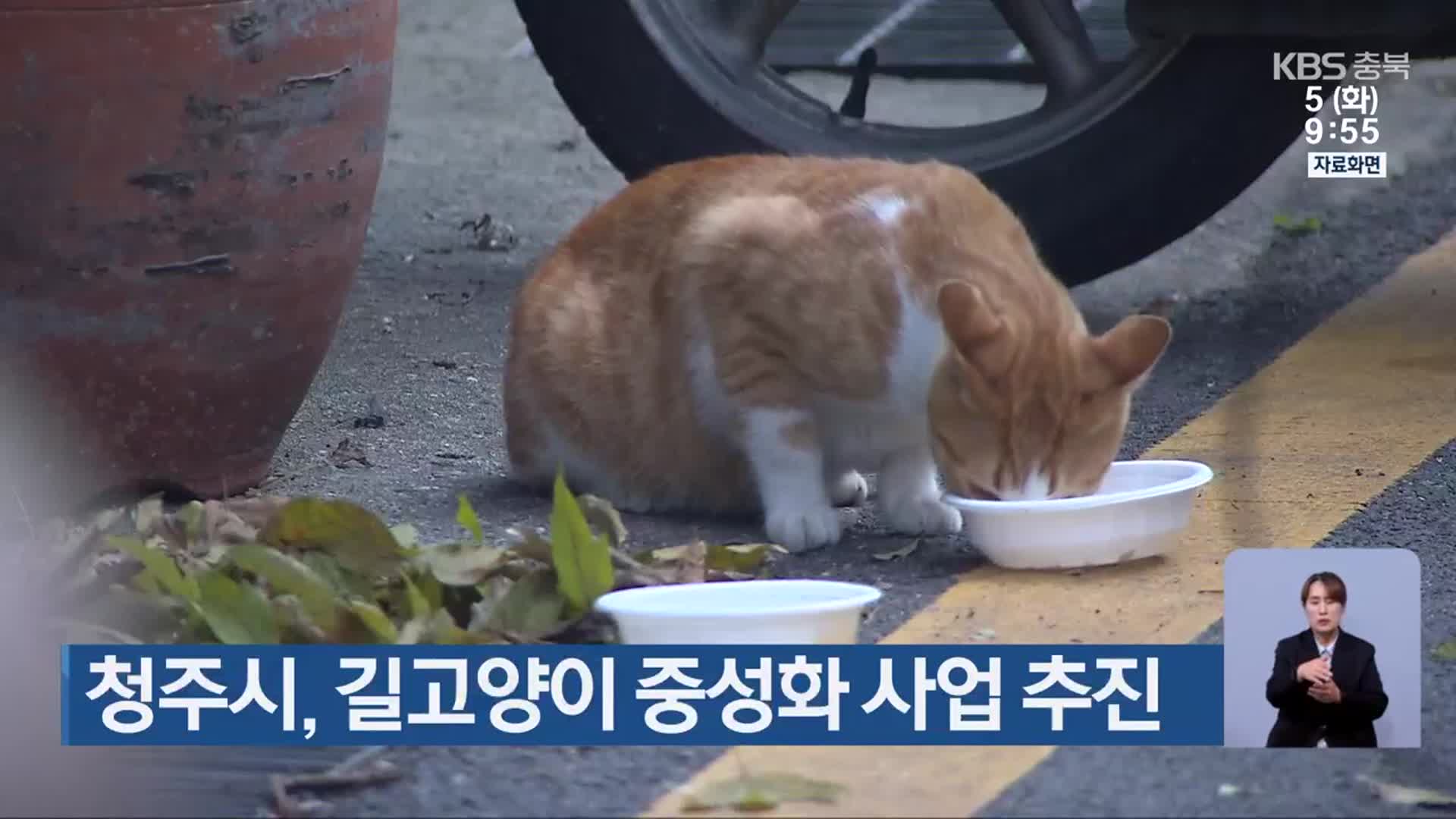 청주시, 길고양이 중성화 사업 추진