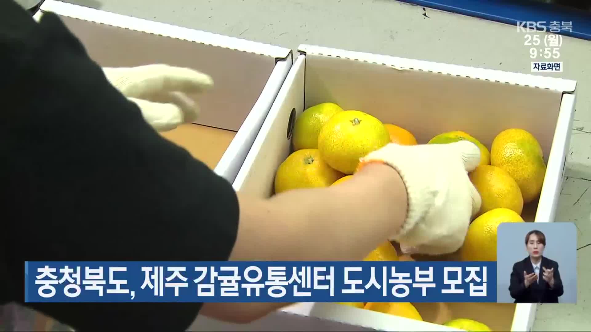 충청북도, 제주 감귤유통센터 도시농부 모집