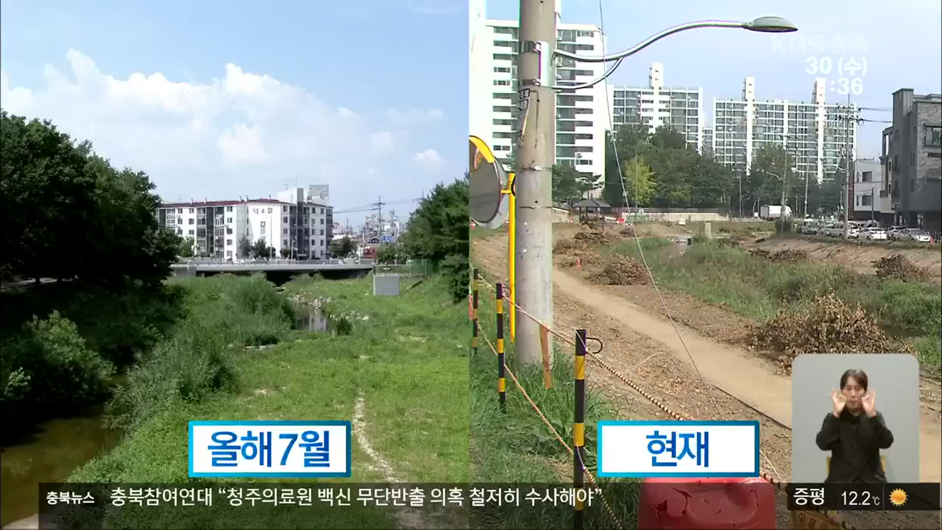 “베어야” vs “말아야”…25년생 살구나무 150그루 싹뚝
