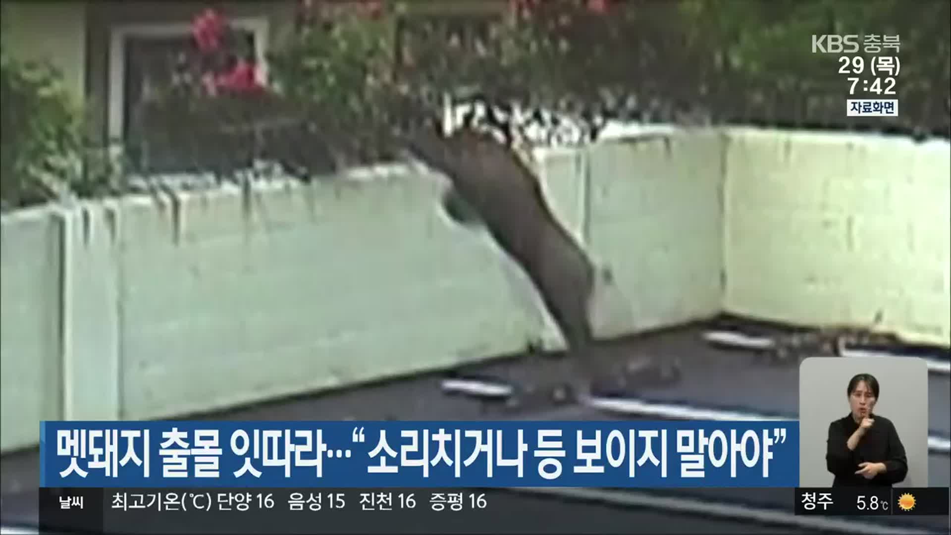 멧돼지 출몰 잇따라…“소리치거나 등 보이지 말아야”