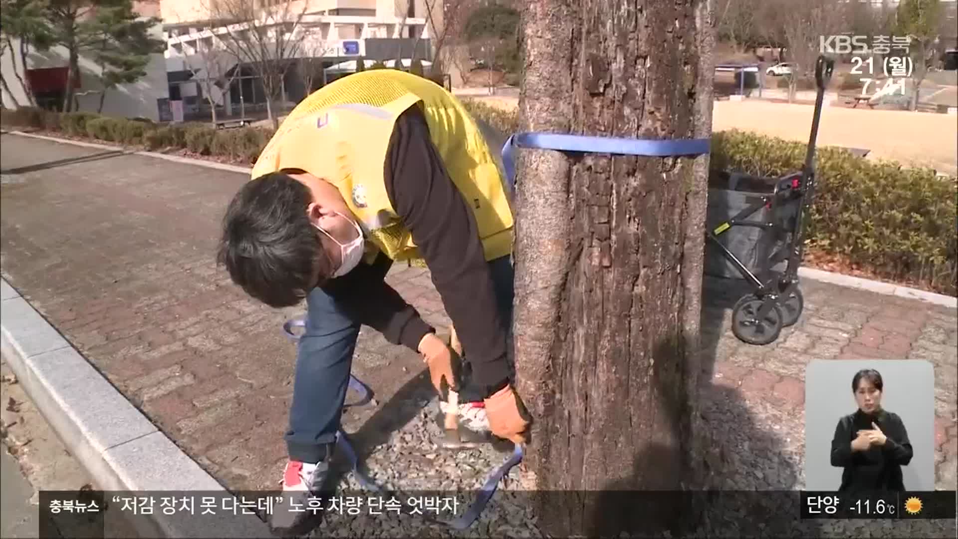 경남 진주 병든 수목 치료하는 ‘나무의사’