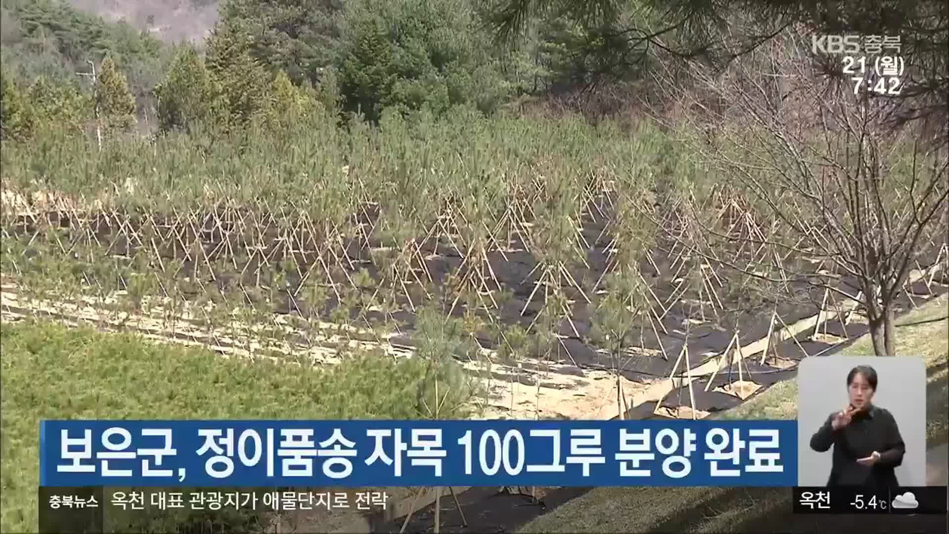 보은군, 정이품속 자목 100그루 분양 완료