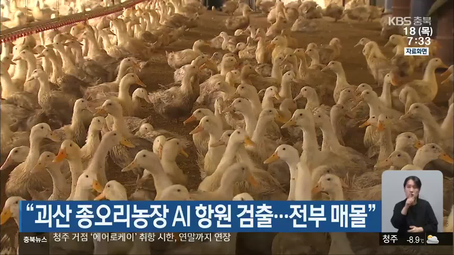 “괴산 종오리농장 AI 항원 검출…전부 매몰”