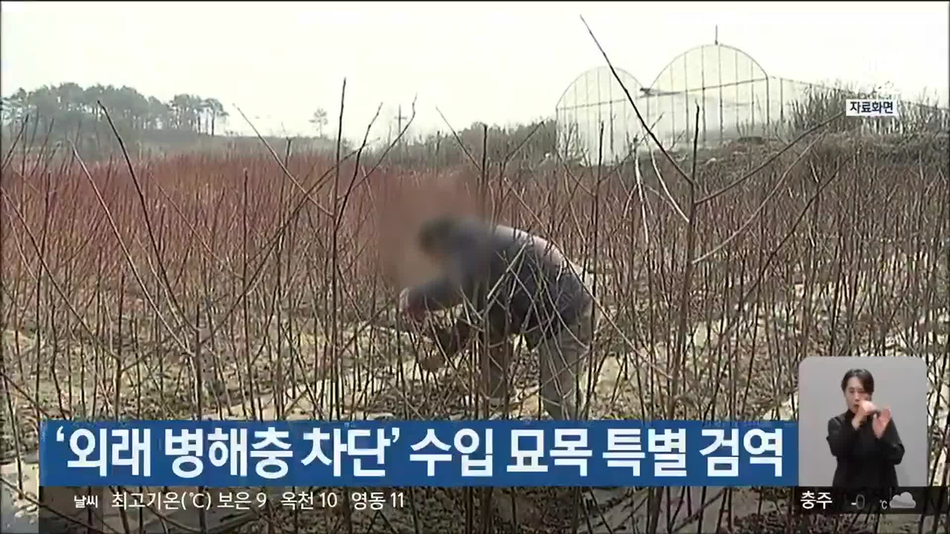 ‘외래 병해충 차단’ 수입 묘목 특별 검역