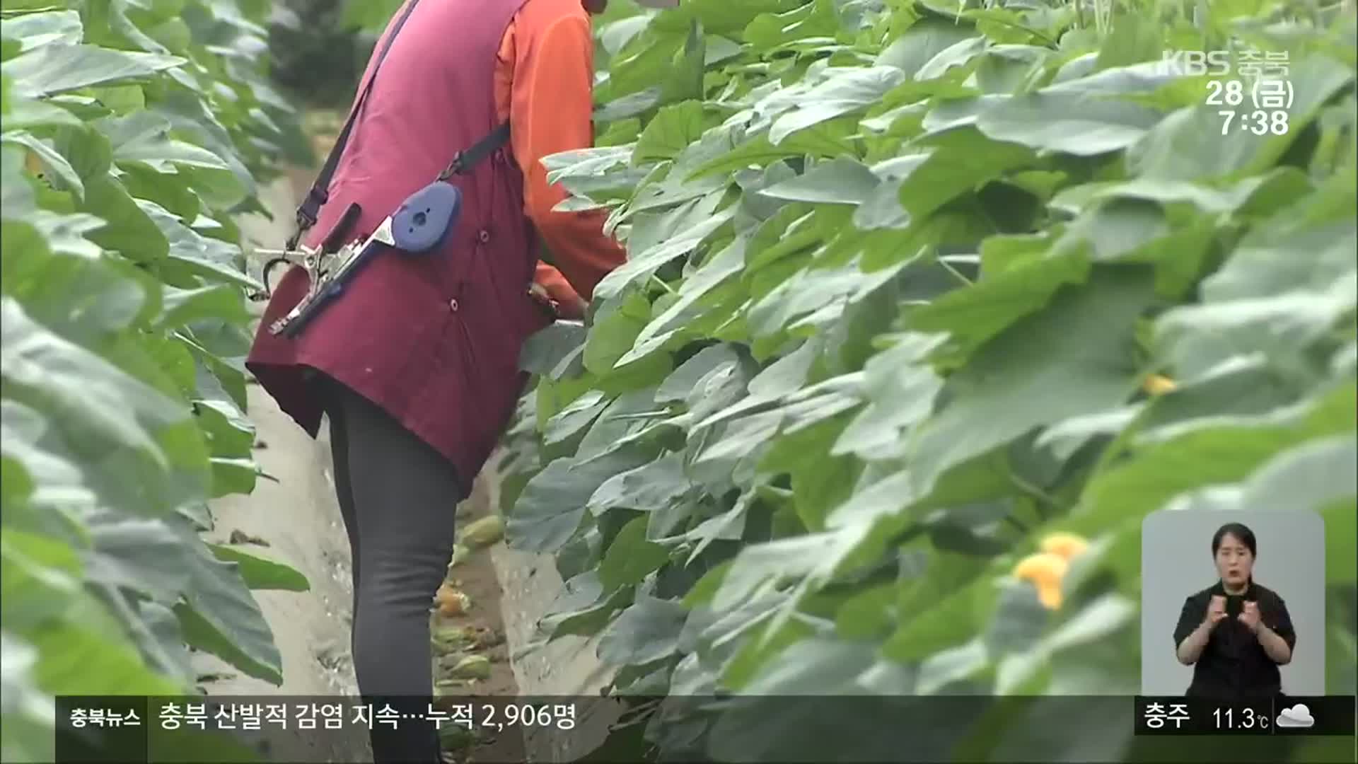 코로나19 장기화 여파…농촌 일손 ‘가뭄’