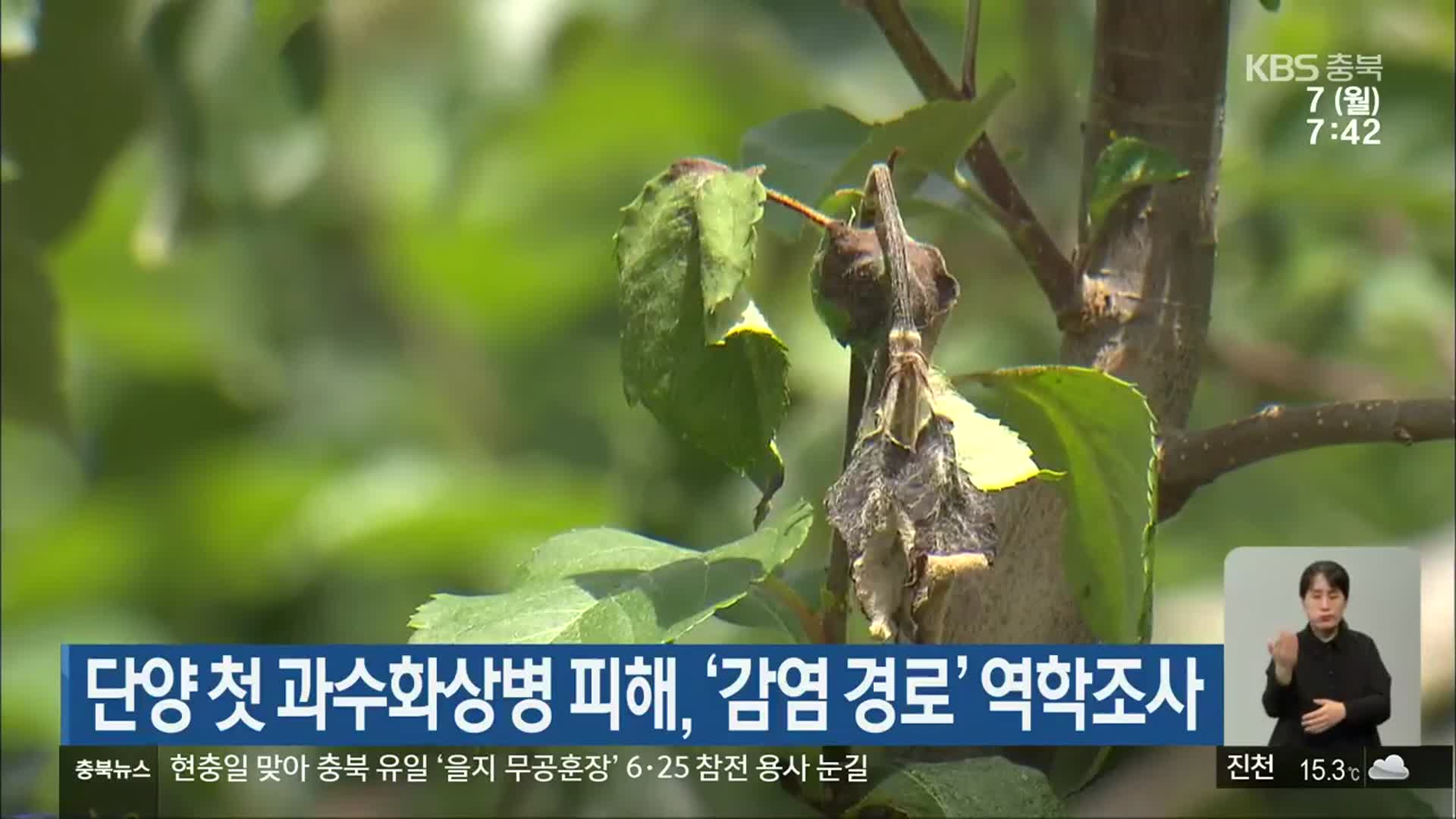 단양 첫 과수화상병 피해, ‘감염 경로’ 역학조사