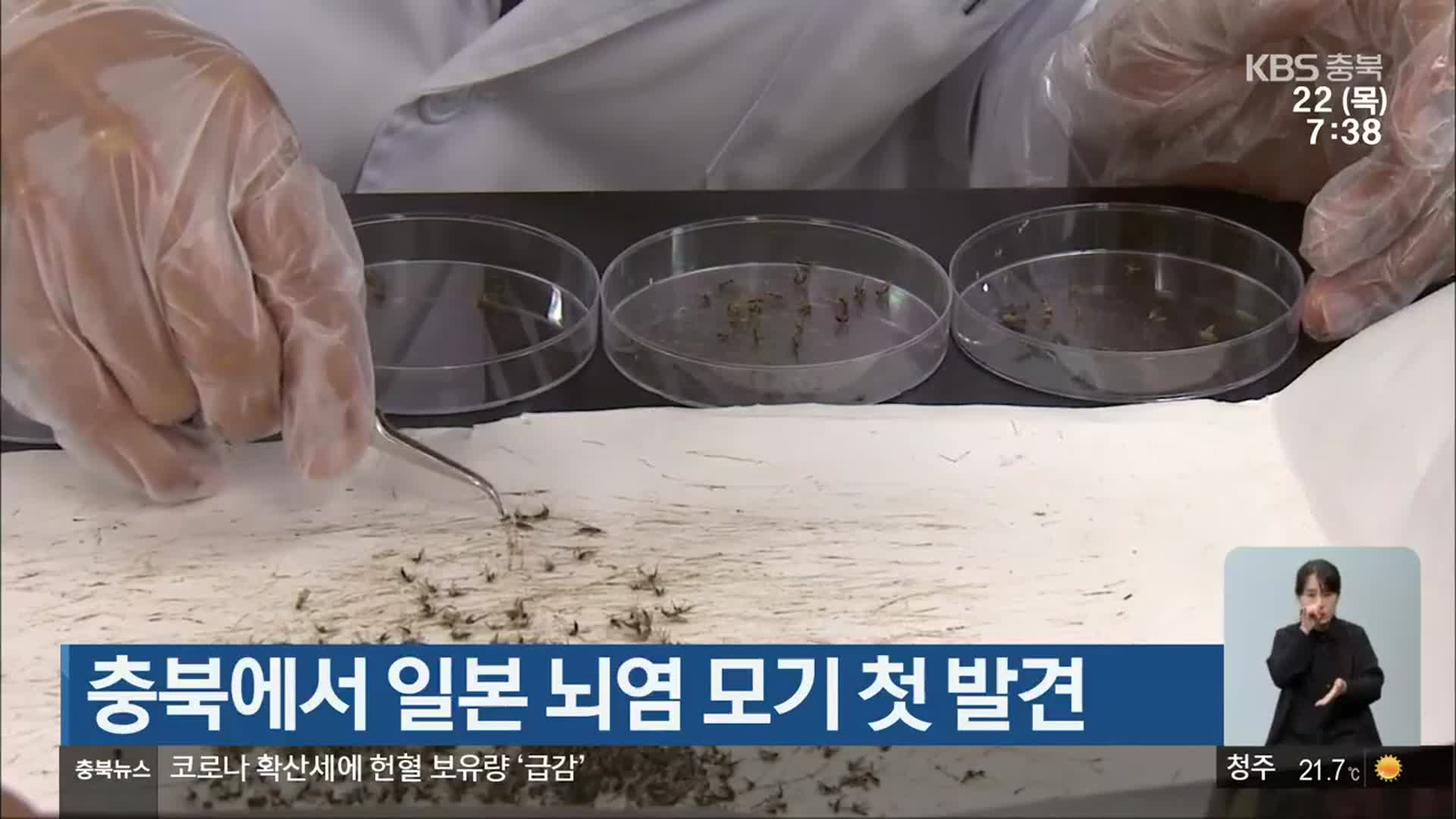 충북에서 일본 뇌염 모기 첫 발견