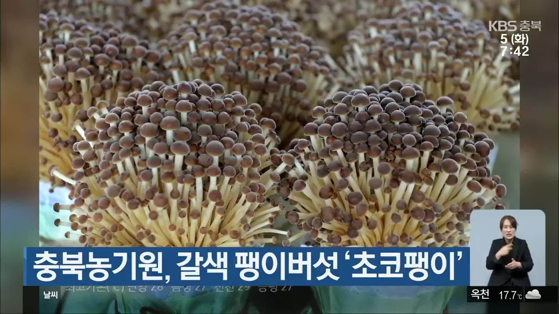 충북농기원, 갈색 팽이버섯 ‘초코팽이’