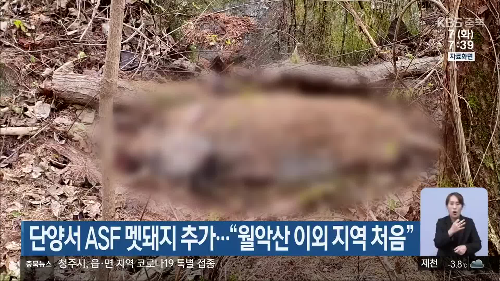 단양서 ASF 멧돼지 추가…“월악산 이외 지역 처음”